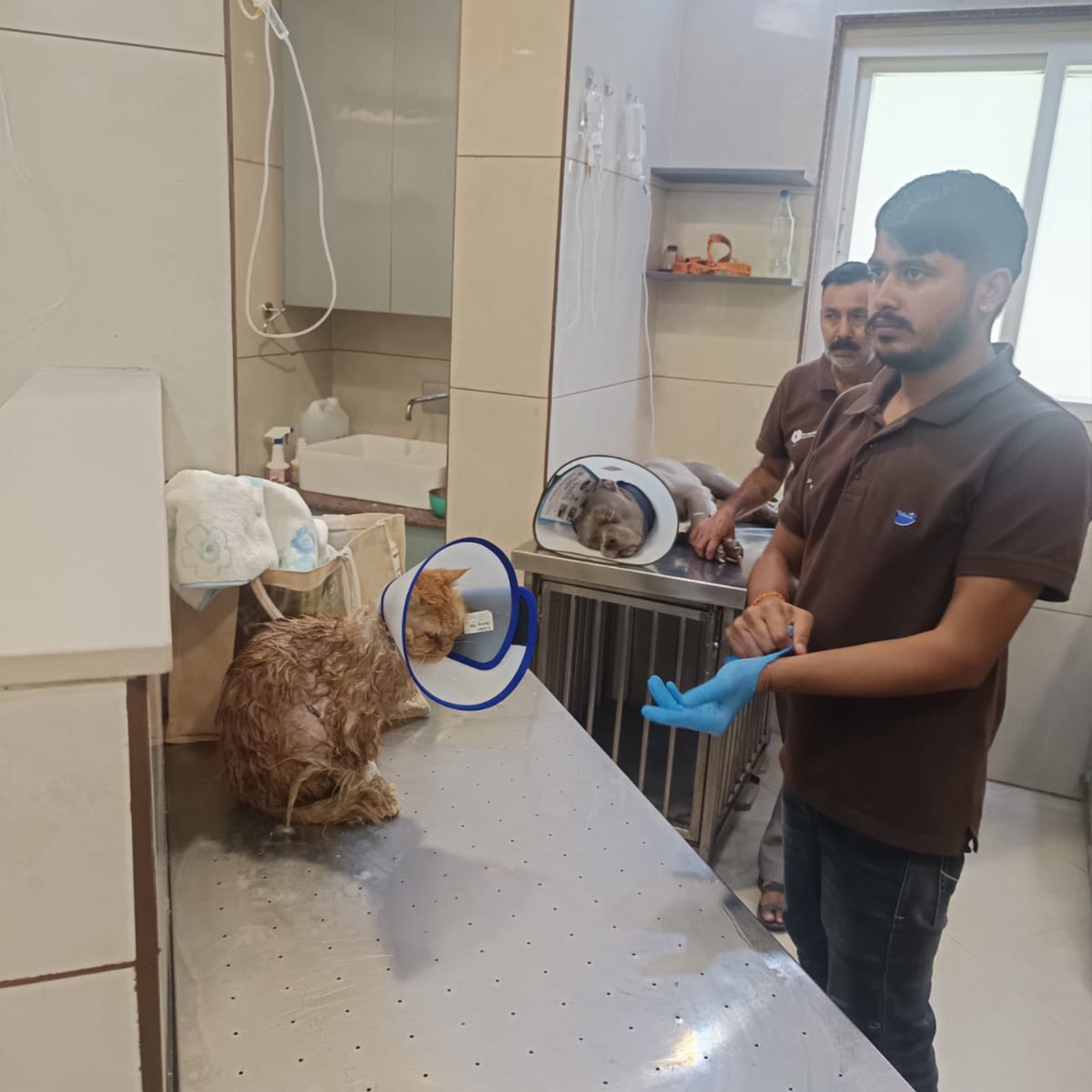 dr-anand-pet-clinic-27